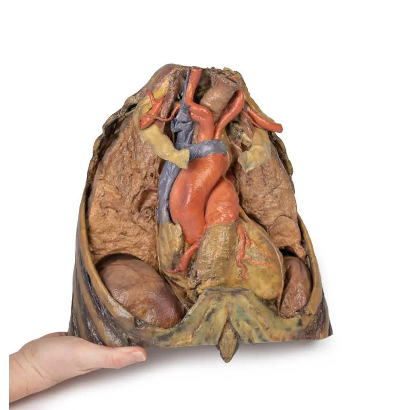 3D Printed Thorax with Heart and Vessels