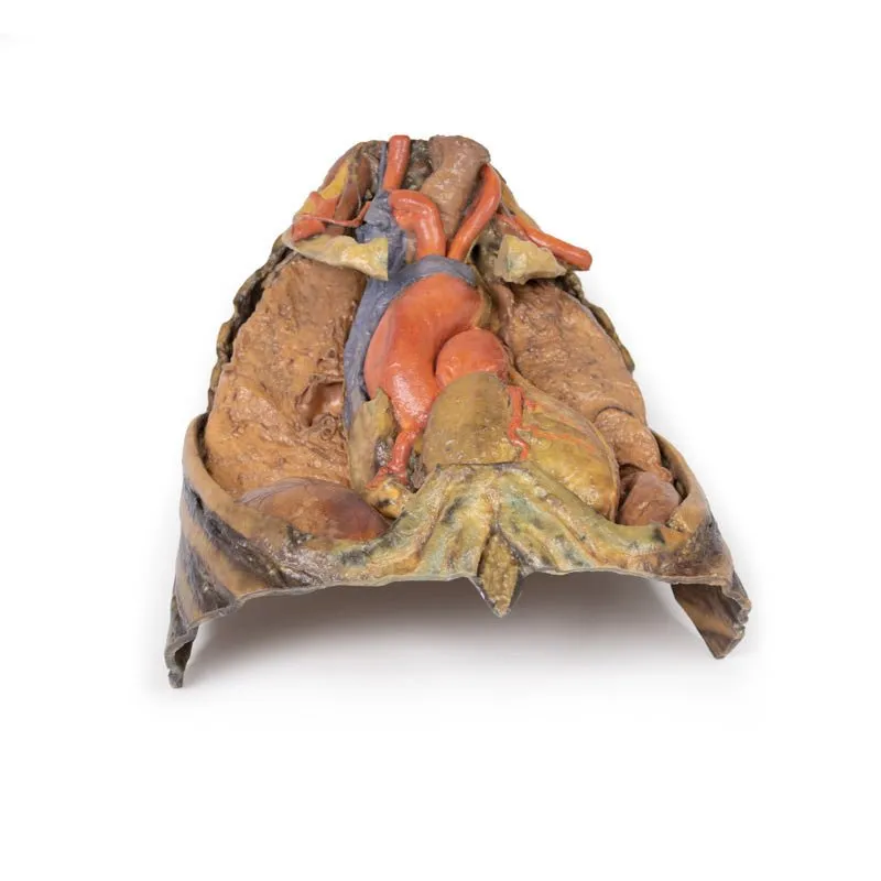 3D Printed Thorax with Heart and Vessels