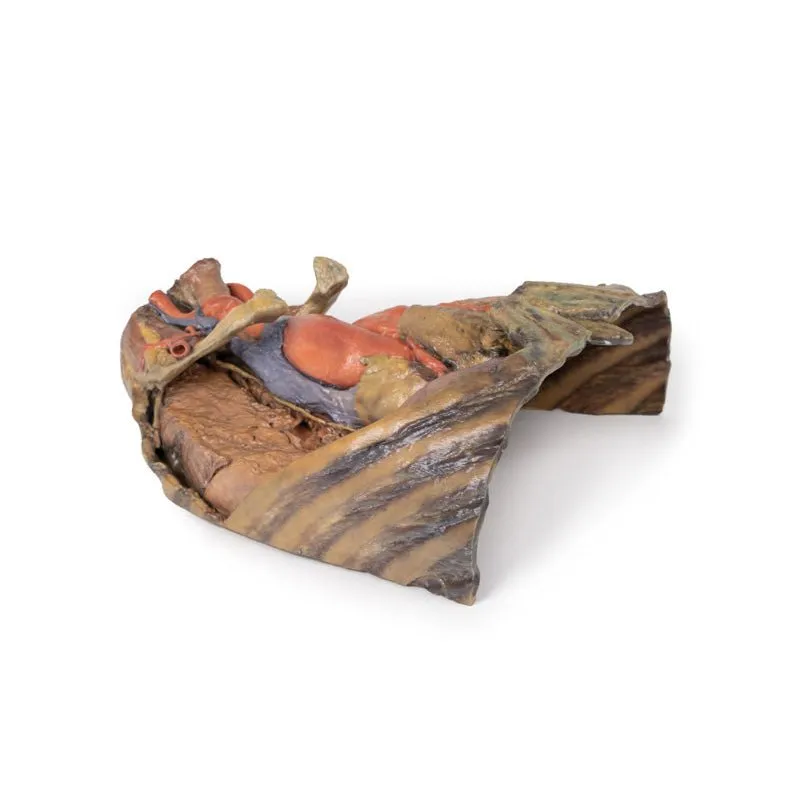 3D Printed Thorax with Heart and Vessels